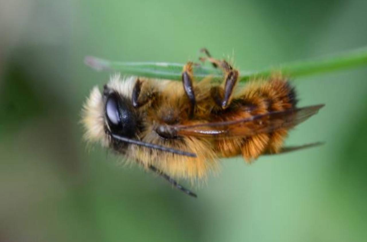 Global Wing Virus Threatening Honeybee Populations Around the World