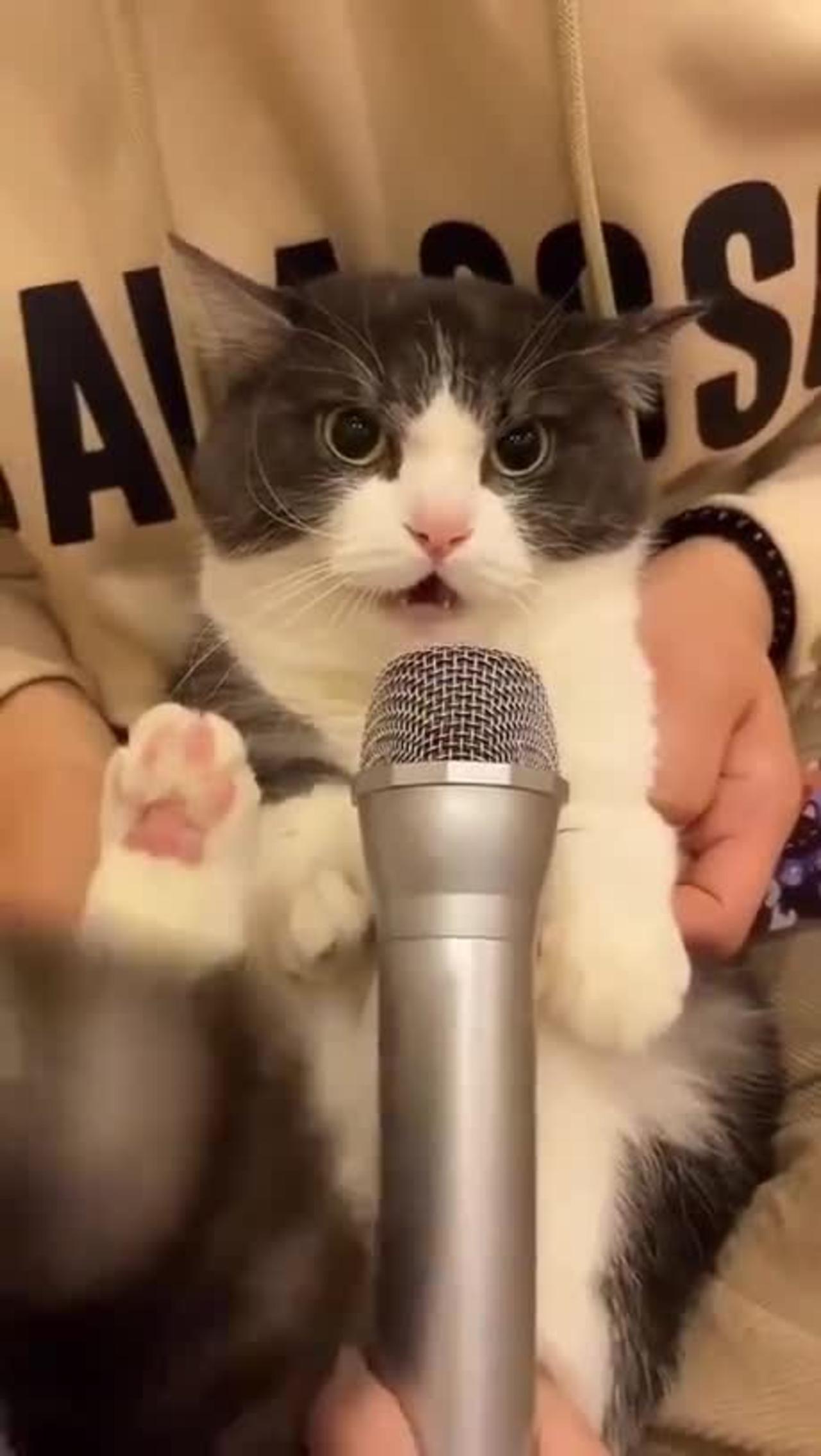 Funny videos, short videos, funny moments, funny cat singing, funny videos with cats