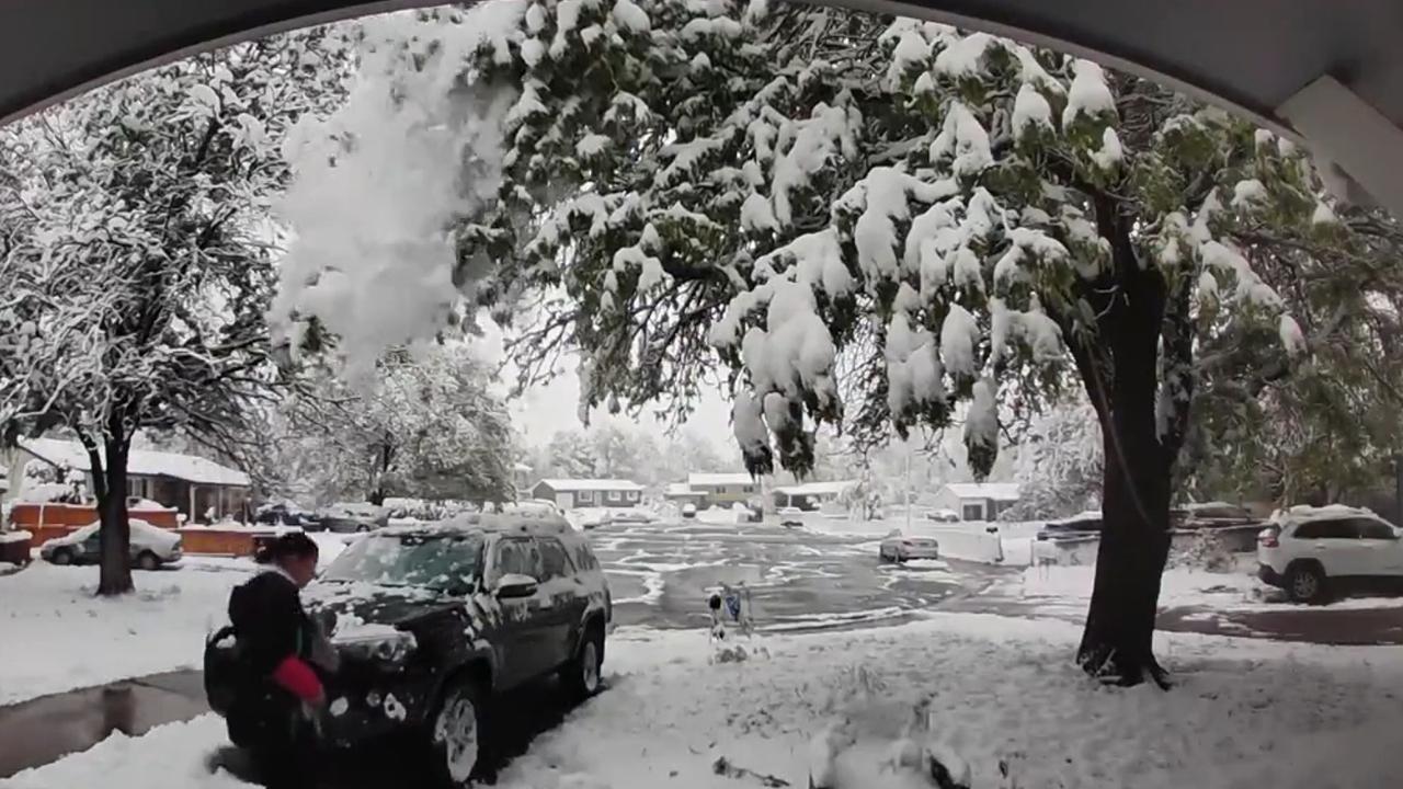 Tree doesn't want human to leave for work after late May snowstorm in Colorado