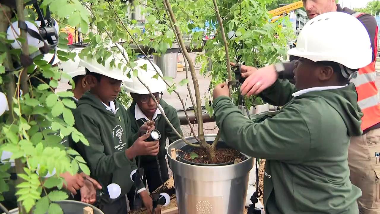 'Superhero' trees celebrated at Buckingham Palace