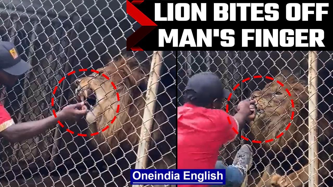 Lion bites man's finger after he sticks his hand into cage, Watch  | Oneindia News