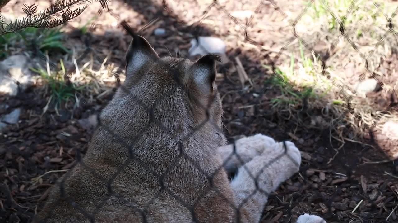 a lynx in captivity