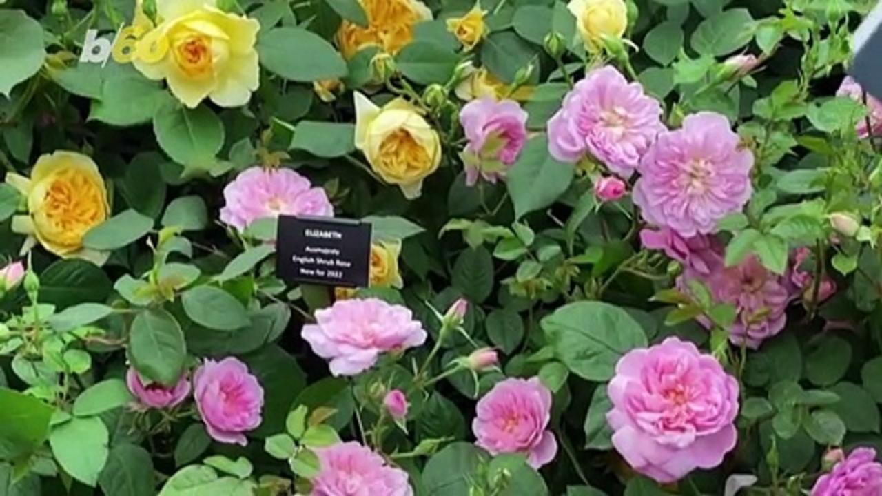 Rose Named Elizabeth After the Queen at Chelsea Flower Show