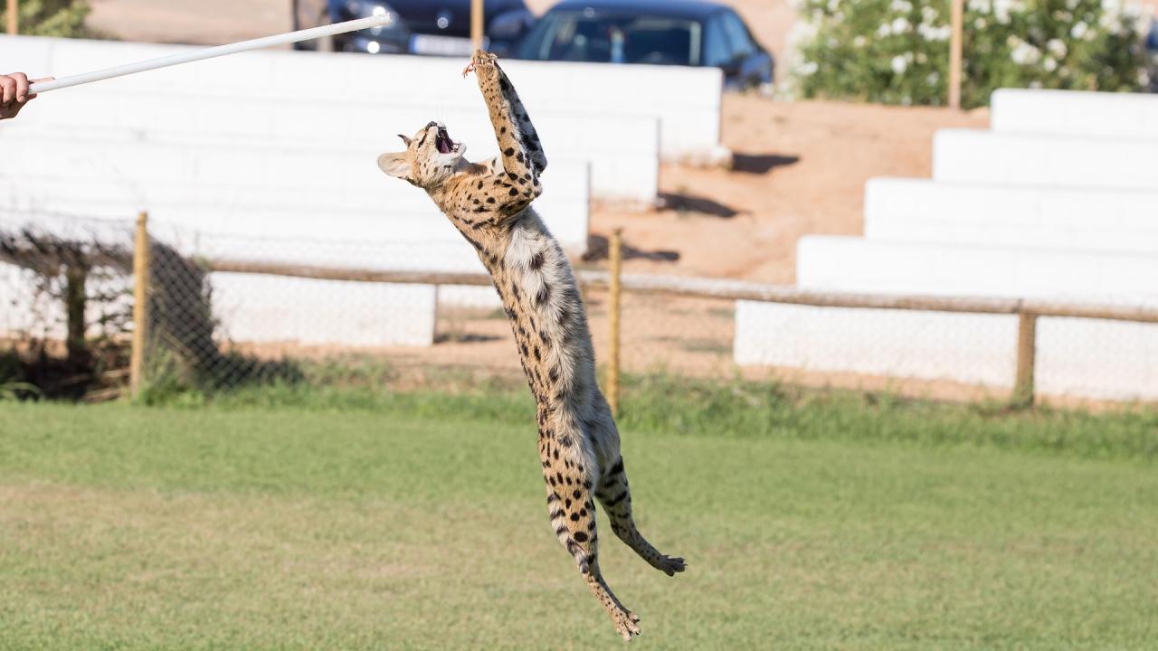 Wildcat makes incredible 2.5-meters leap to grab dinner