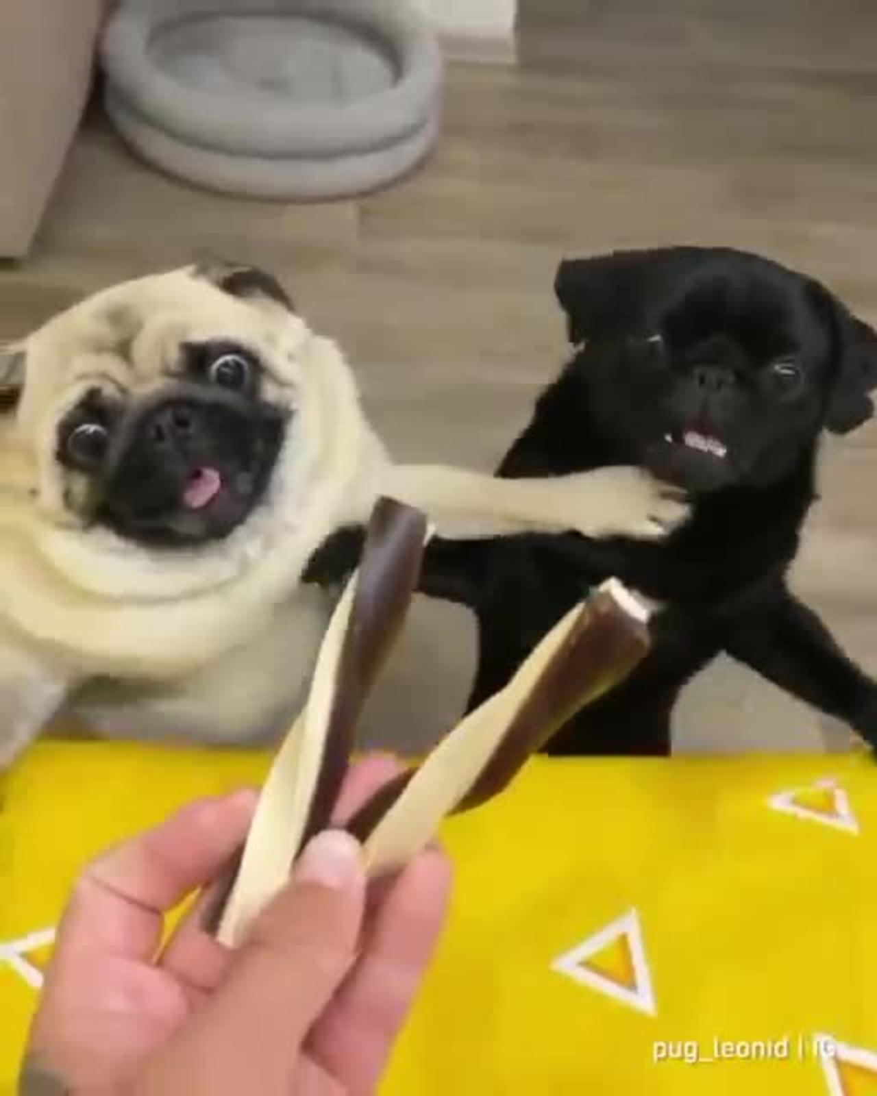 cute animals doing funny things