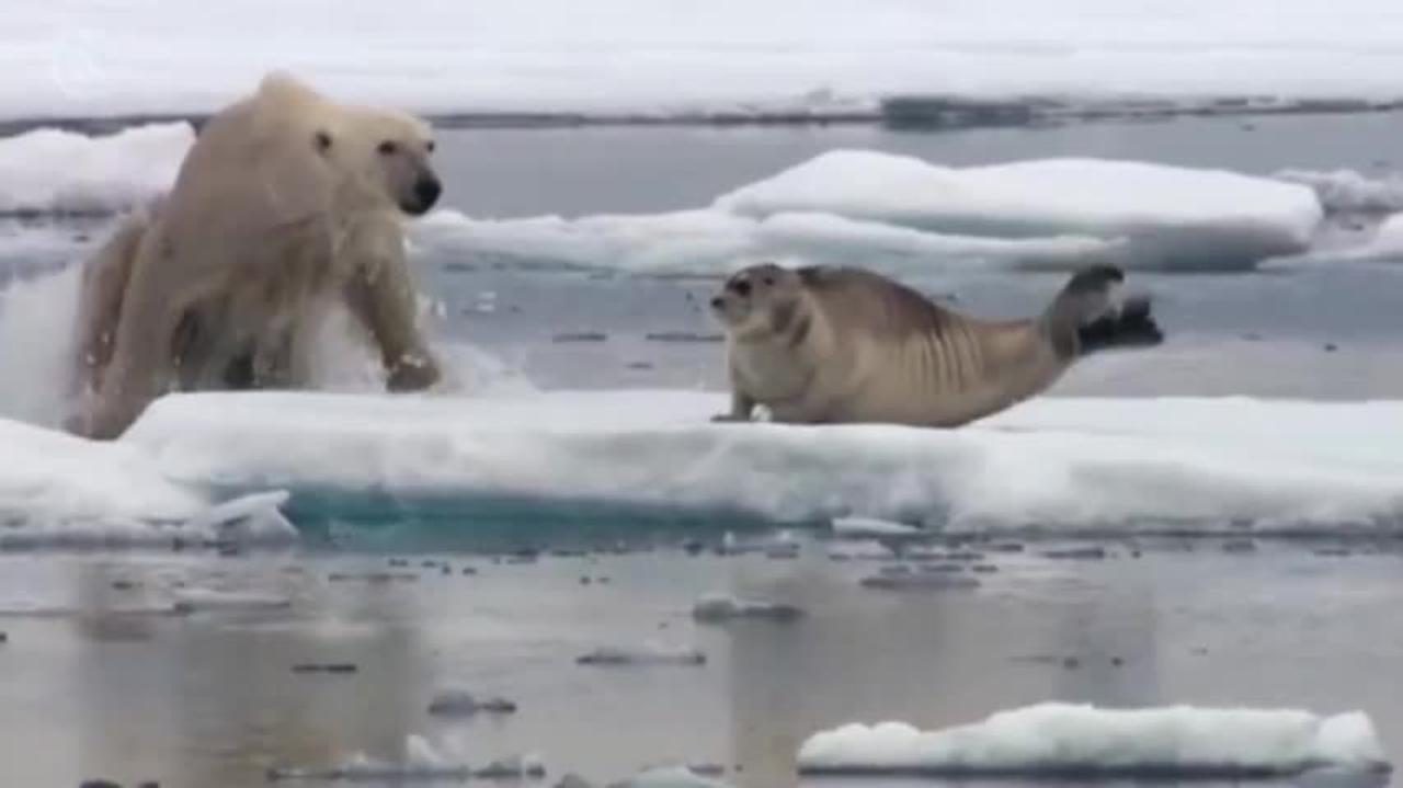 Polarbear attack Seal