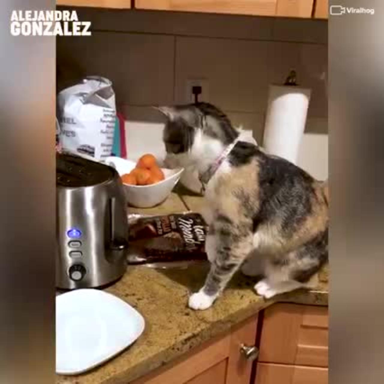 cute cat video