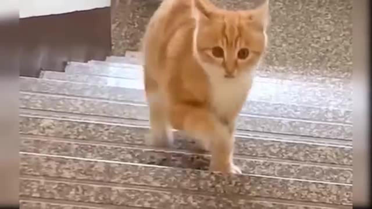 Baby Cats - Cute and Funny Cat Videos Compilation #30 | Aww Animals