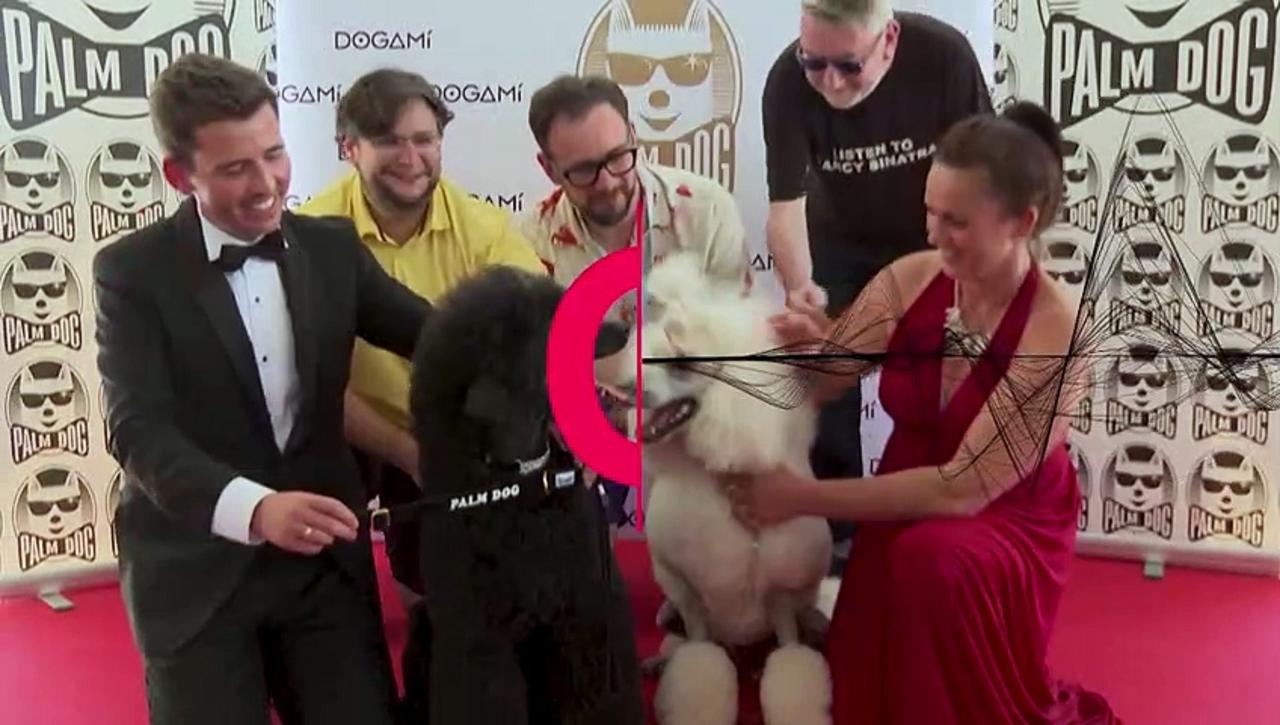 Celebrity canines get teeth into awards at film festival