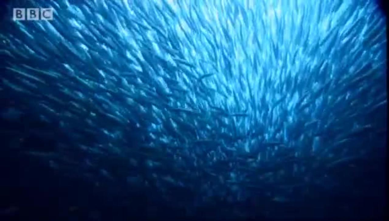 Epic Journey of Sardines | Massive Nature | BBC Earth