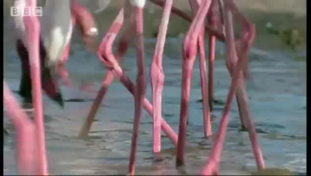 Flamingo Attacked by Fish Eagle! | Massive Nature | BBC Earth