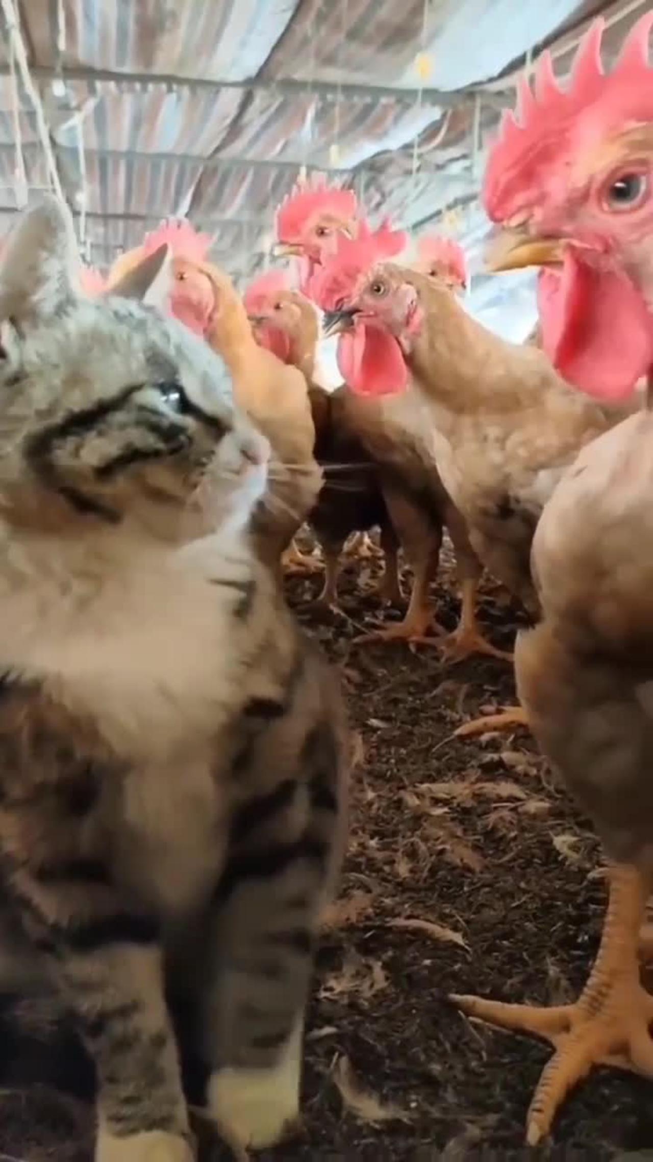 Cat slap a cock funny animals prank videos