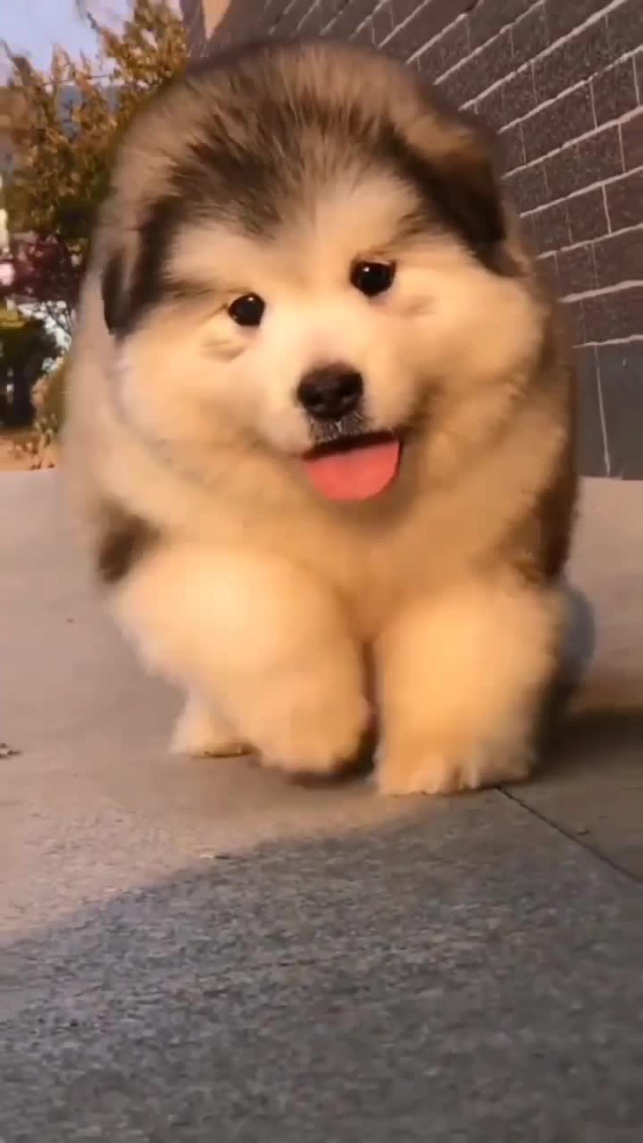 Cute dog videos showing