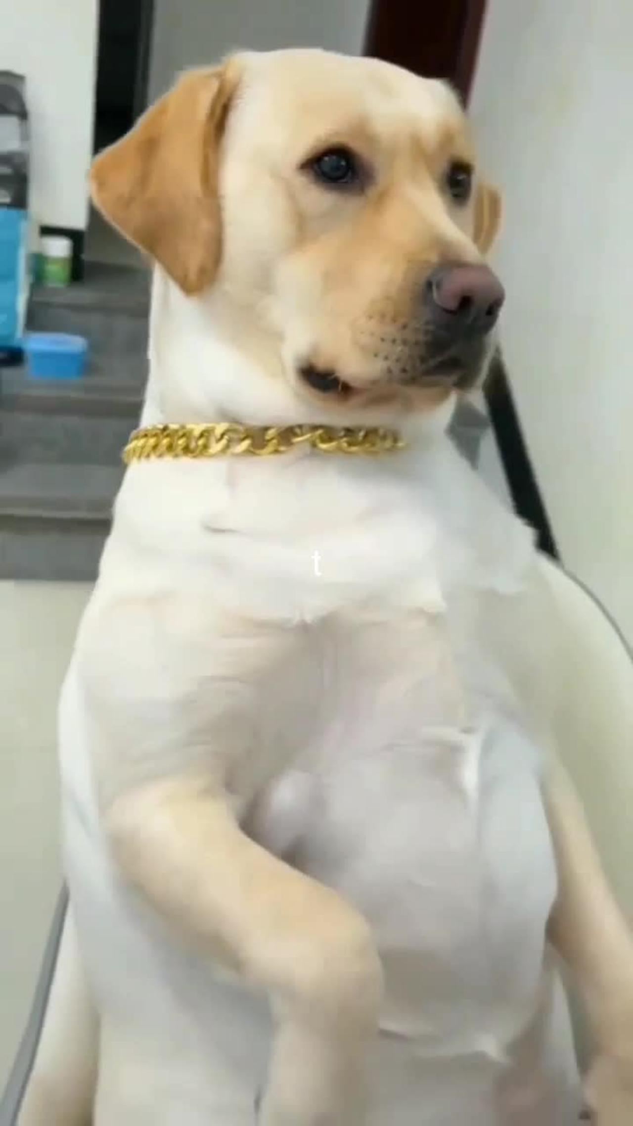 Amazing animals prank videos funny MASTER DOG