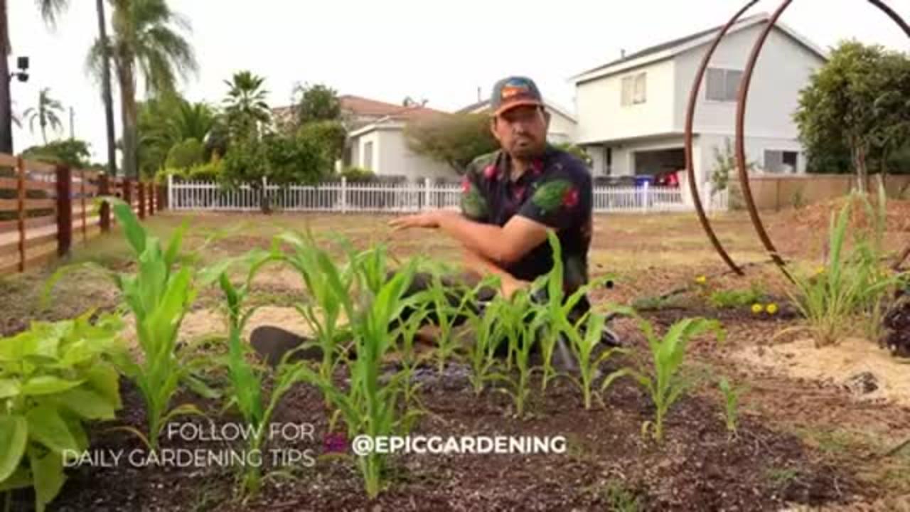 Ways to water your garden better
