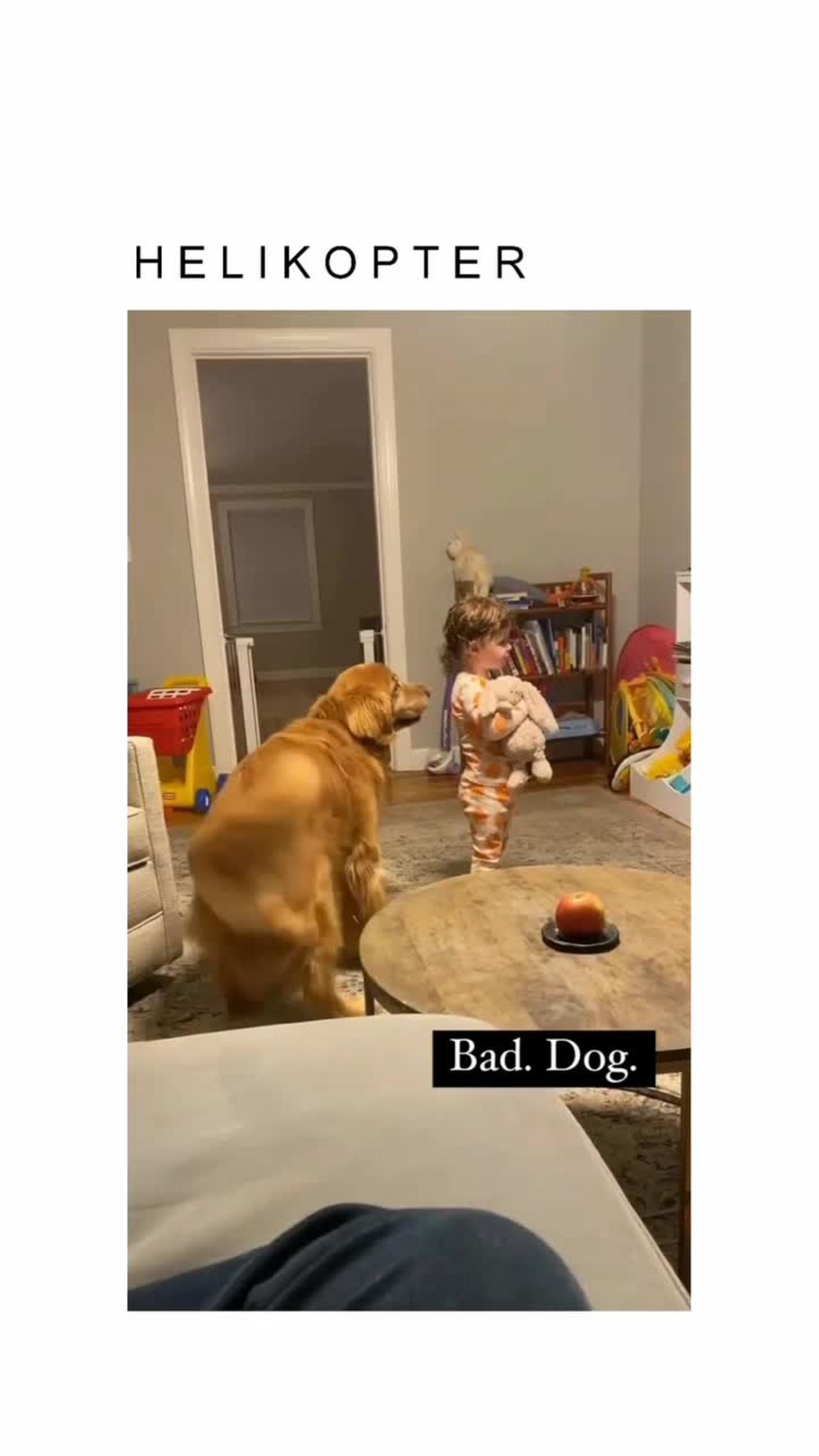 Cute dog prank videos funny animals