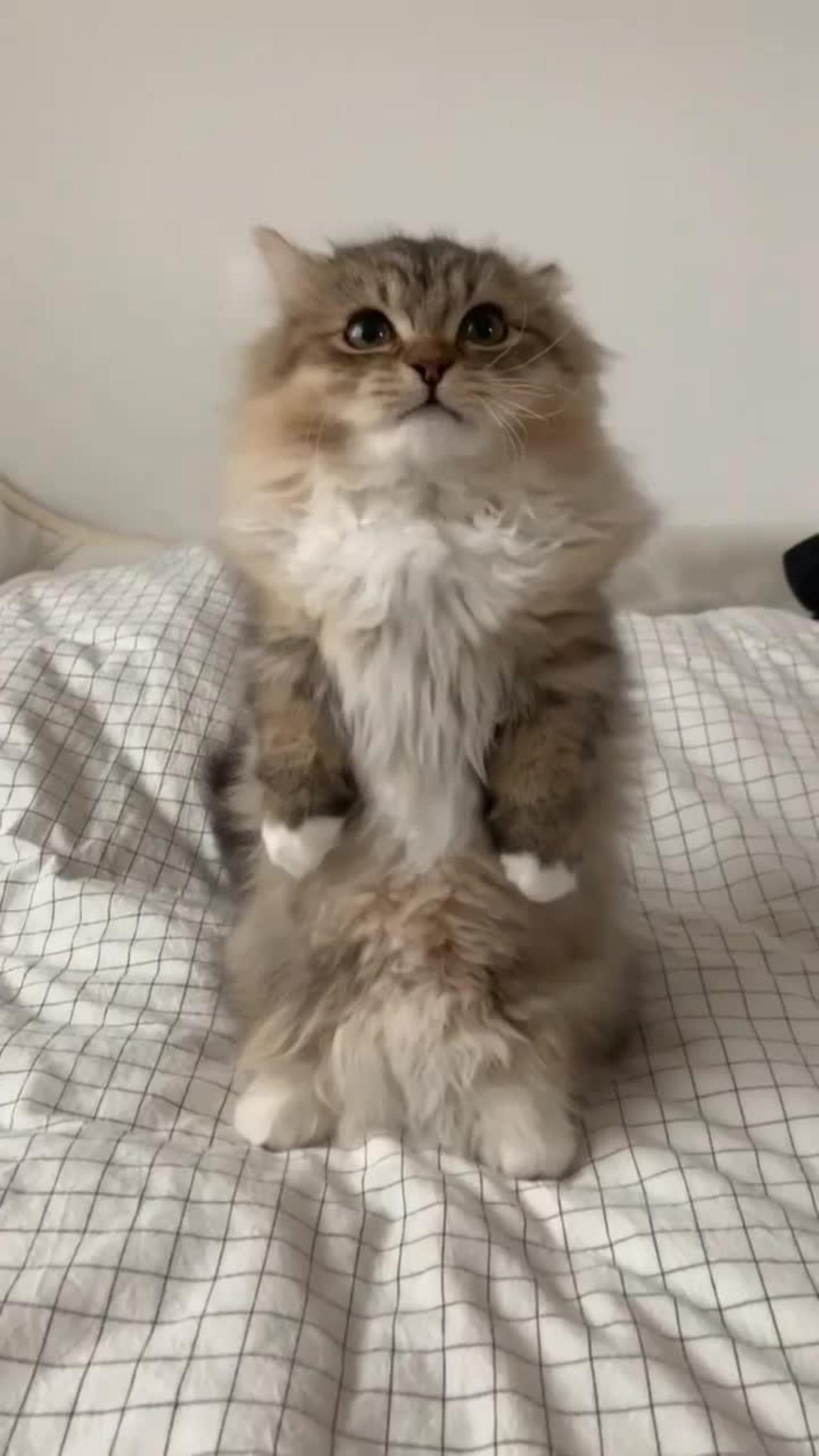 Cats cat prank videos funny animals