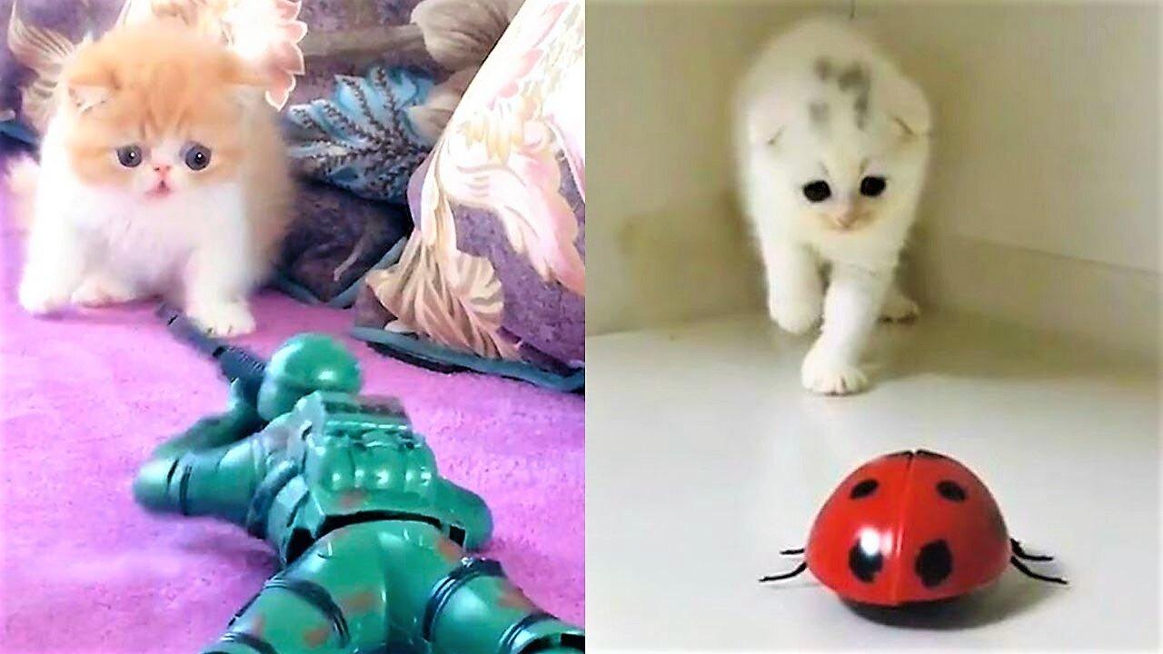 Cat Reaction to Playing Toy - Funny Cat Toy Reaction Compilation-1