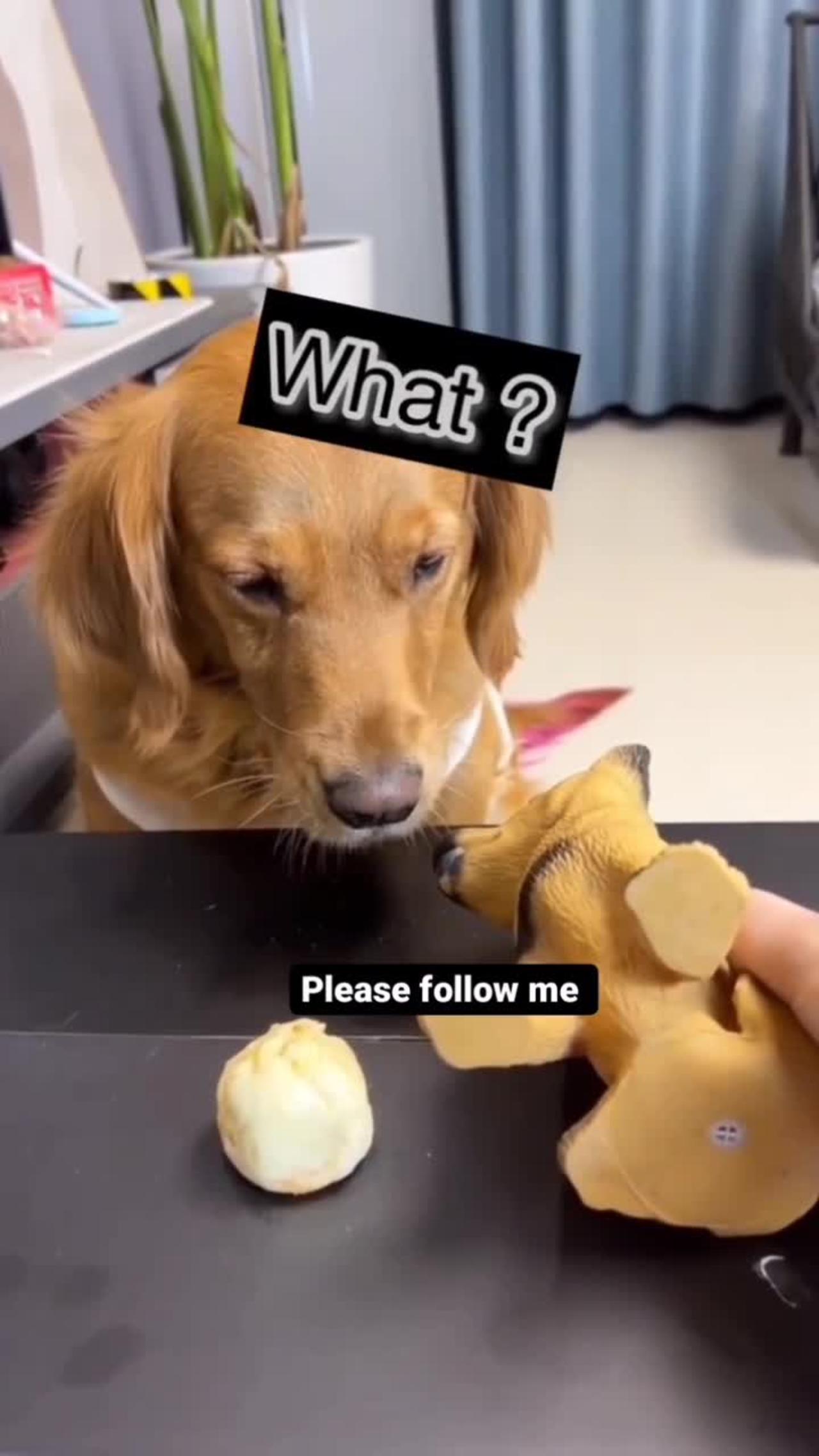 Cute dog prank videos funny animals prank videos 😀😜