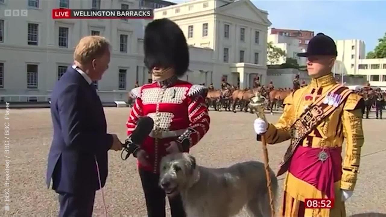 Irish Wolf Hound Seamus 'not nervous' ahead of important role in the Queen's Platinum Jubilee