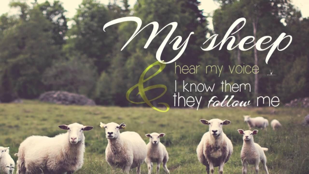 Severe Pain Healed, Awful Weight Suddenly Lifted, My Sheep Hear My Voice