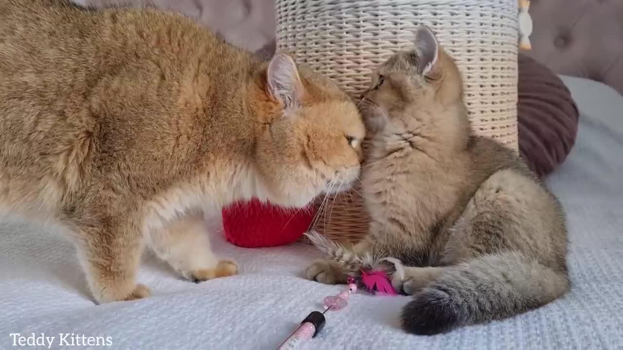William the cat saw his beautiful daughter Toffee