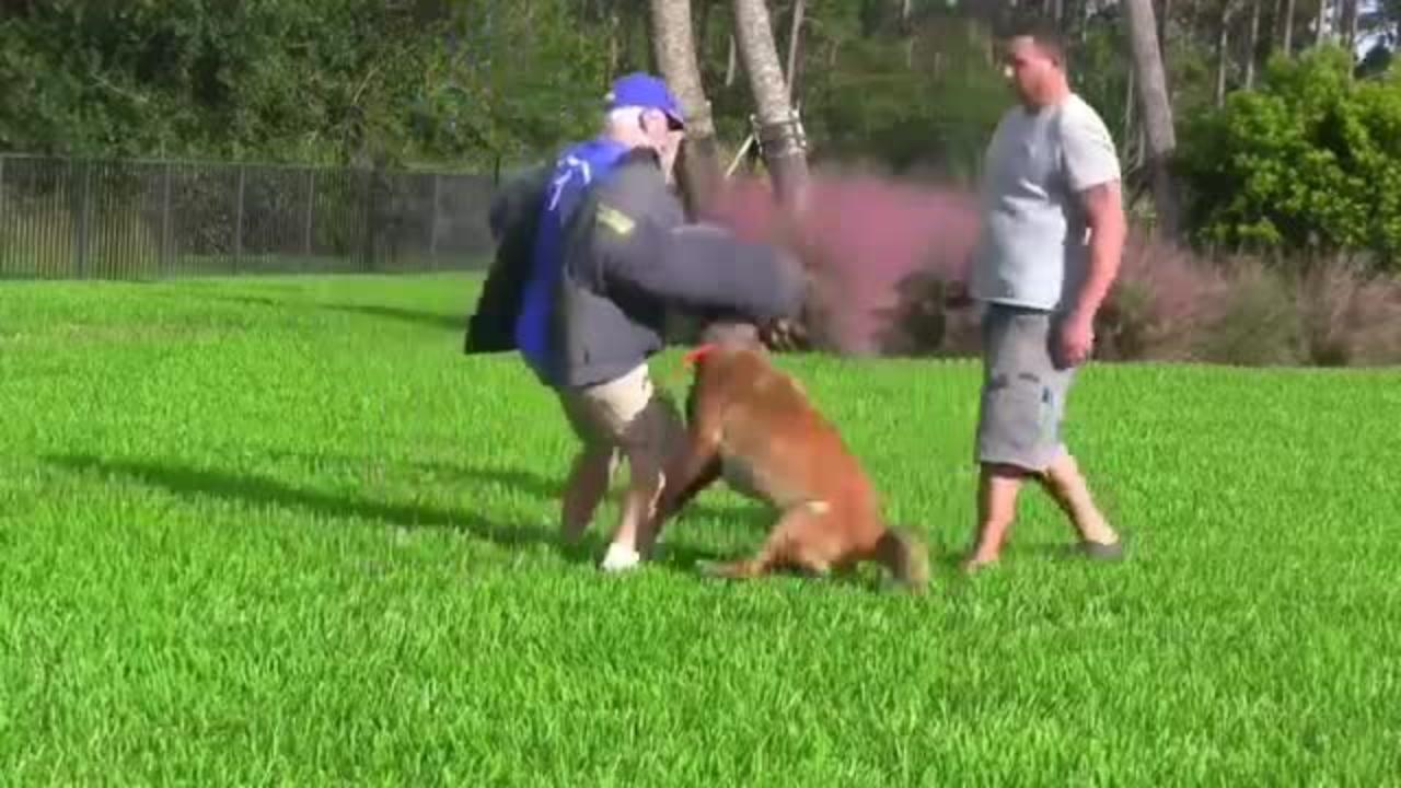 How To Make Dog Become  Aggressive With  easy Tips