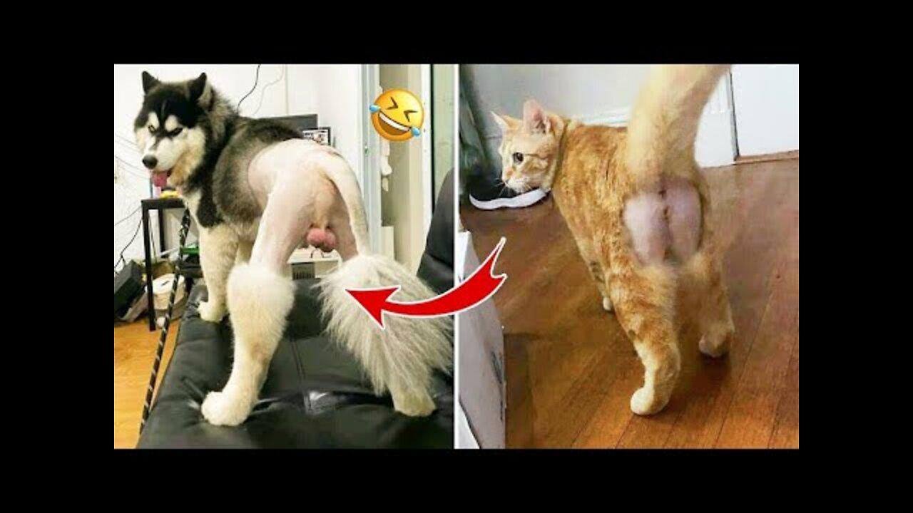 Best Funny Animals Video 2022 - Newest Cats😹 and Dogs🐶 Videos of the Week! #76