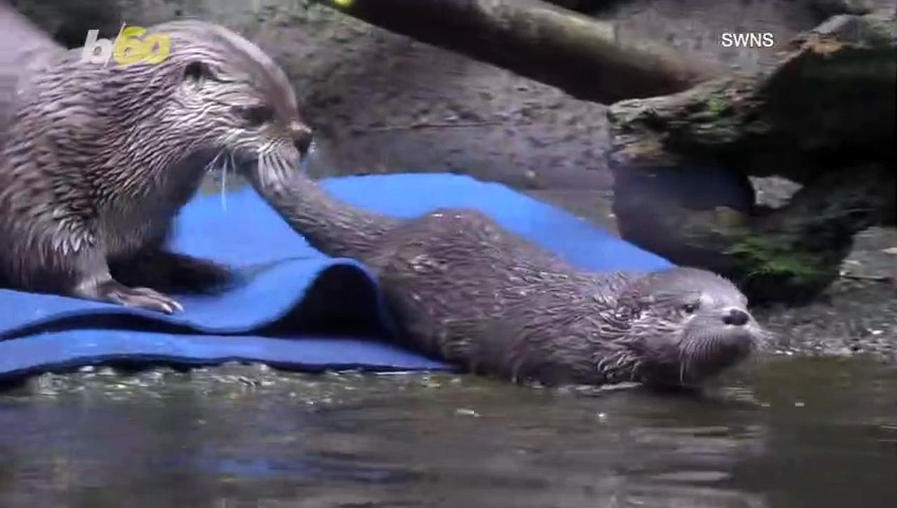 Adorable Video Shows a Mama Otter Teaching her 4-month-old Pup Baby Otter How to Swim