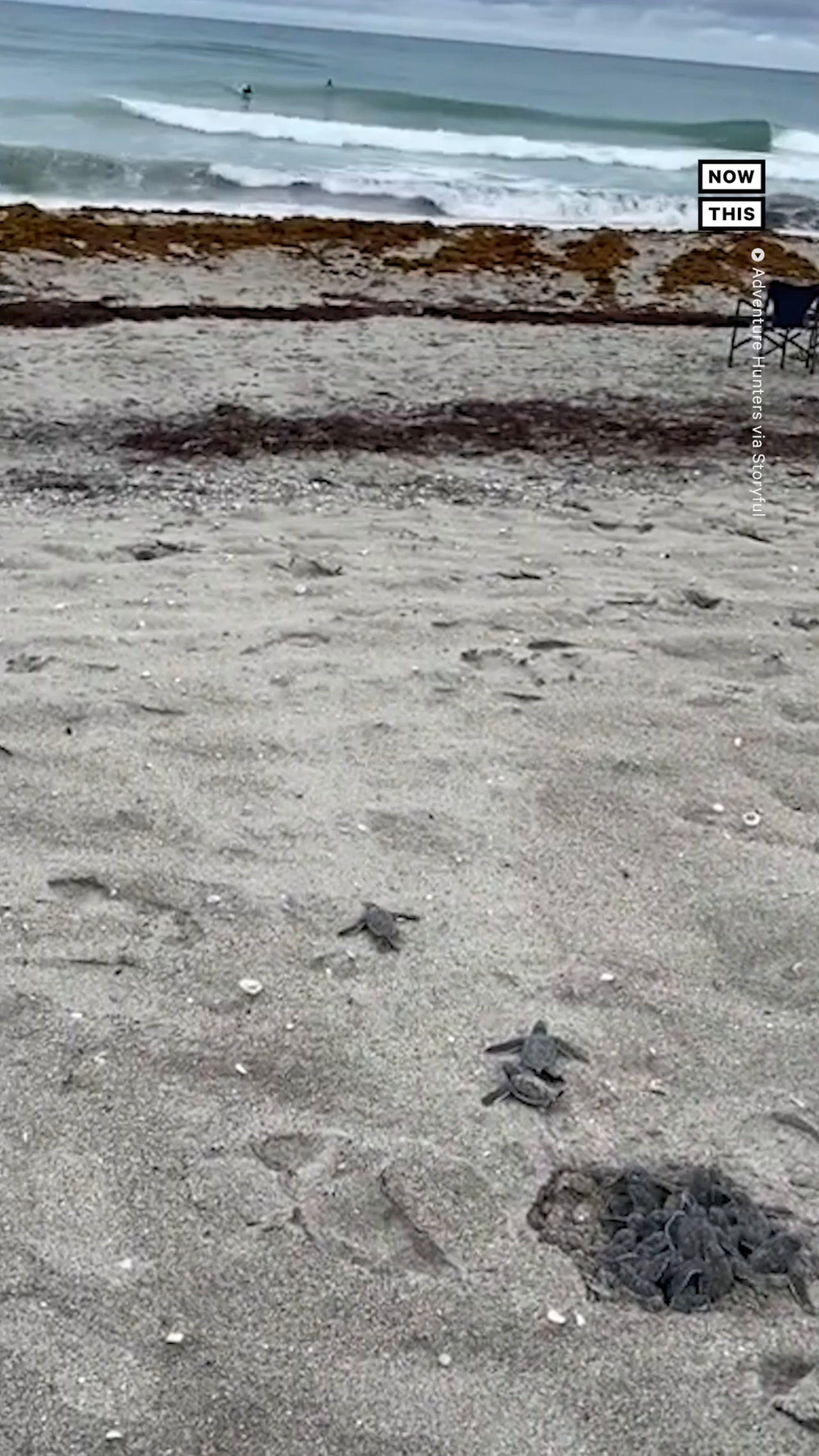 Baby Sea Turtles Crawl to Ocean on FL Beach