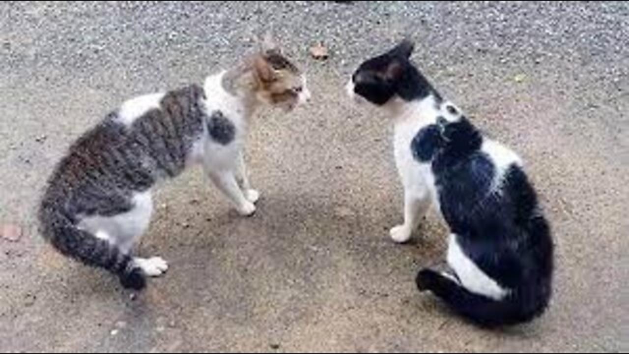 Fights' Cats - Funny Dog Fight Videos