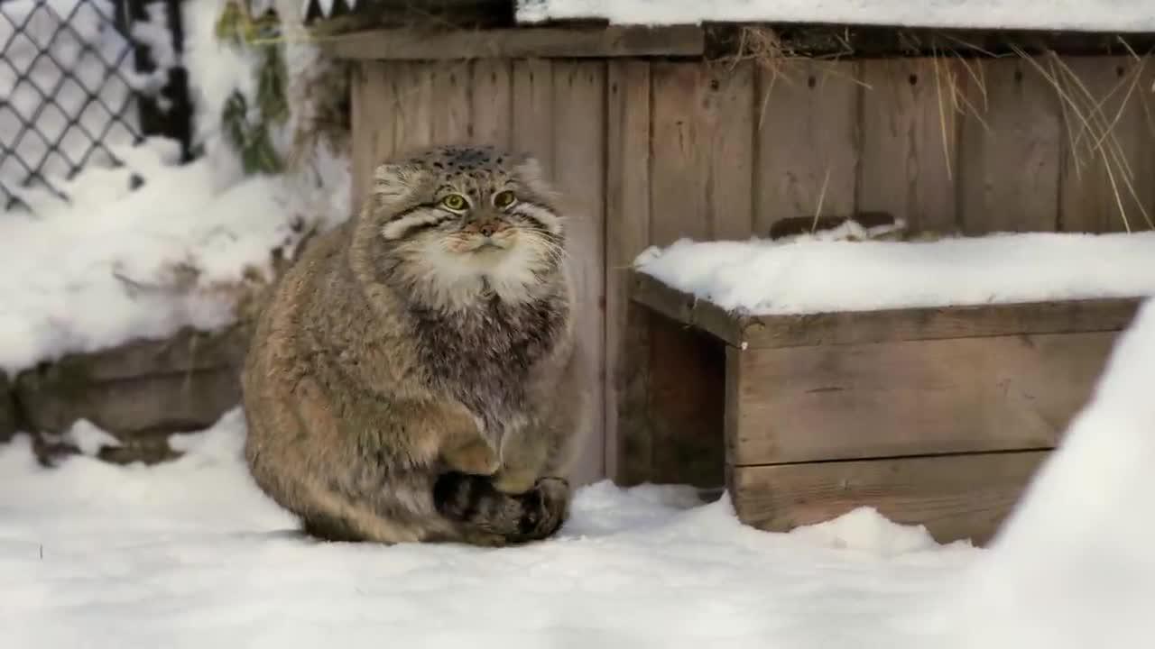 Funny Pallas Cat Using Its Tail To Warm Its Feet