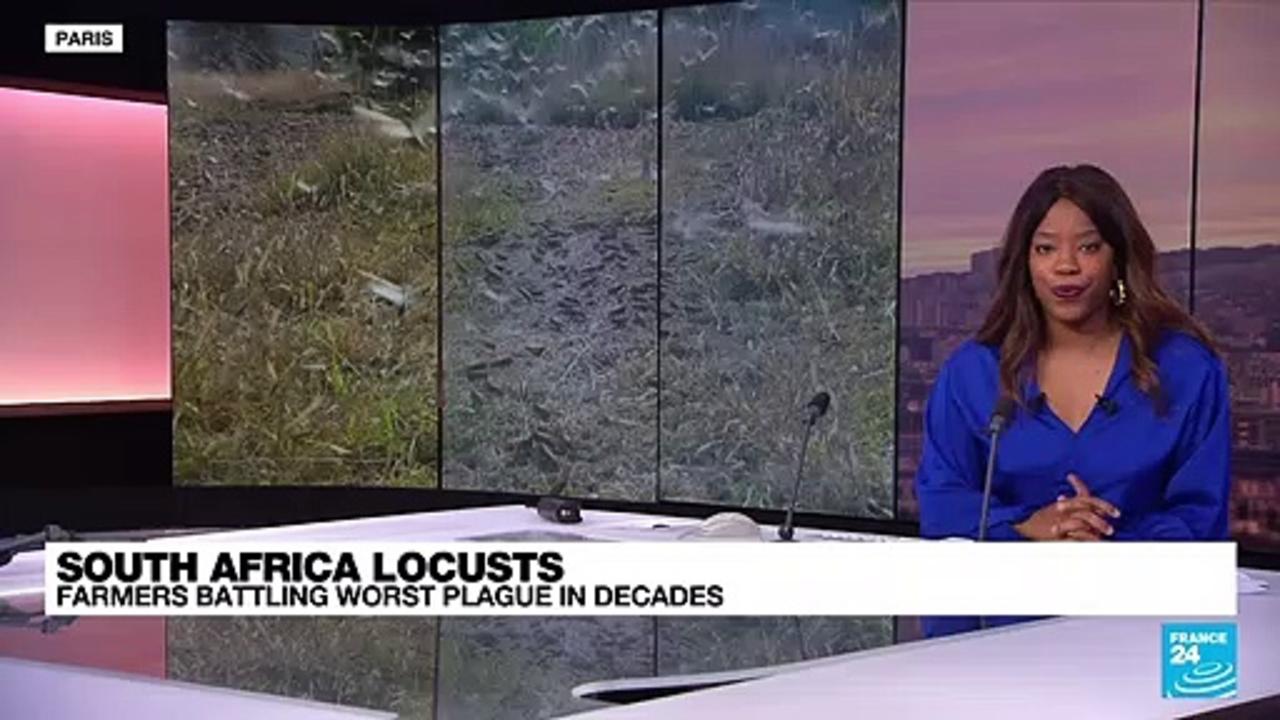 South Africa locusts: Farmers battling worst plague in decades