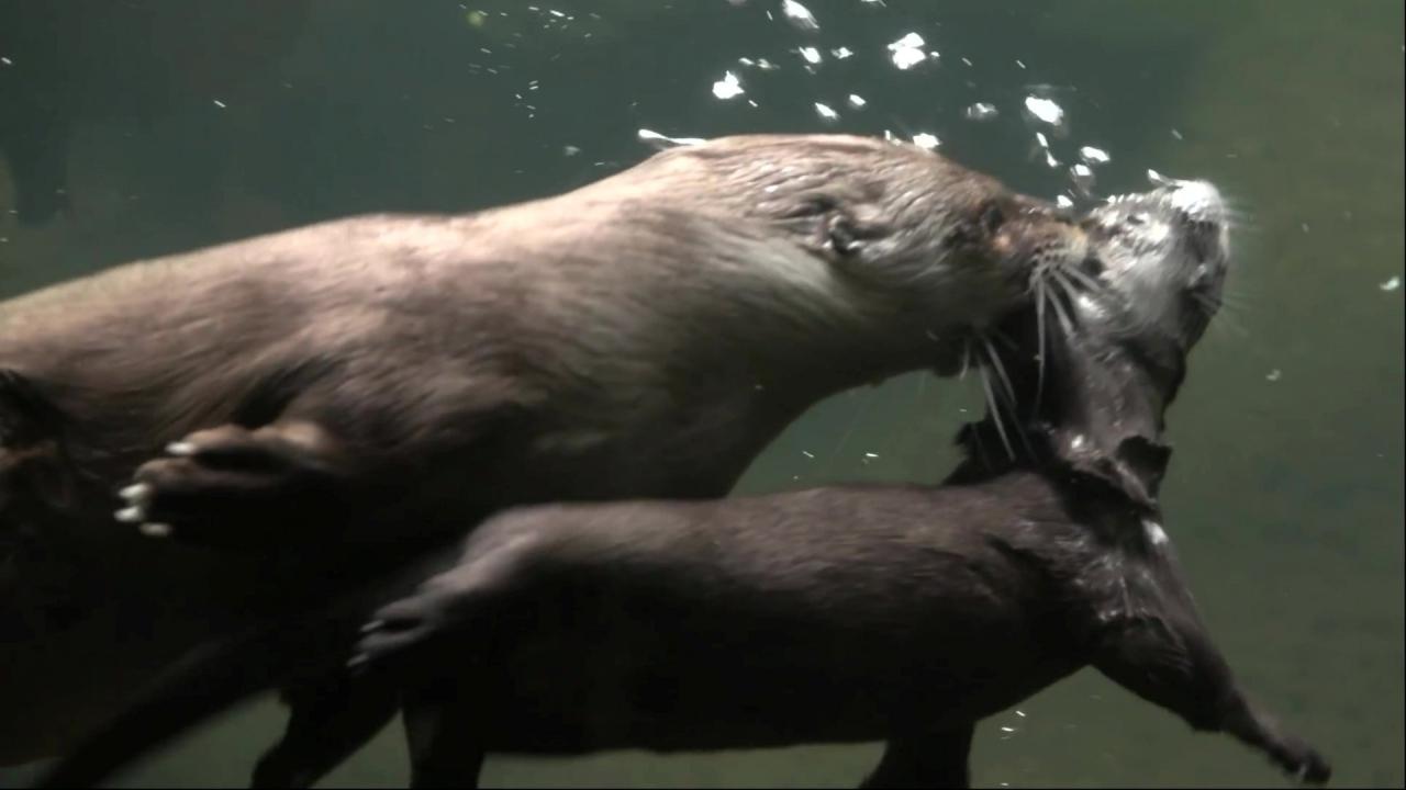 Mama otter teaches adorable pup how to swim