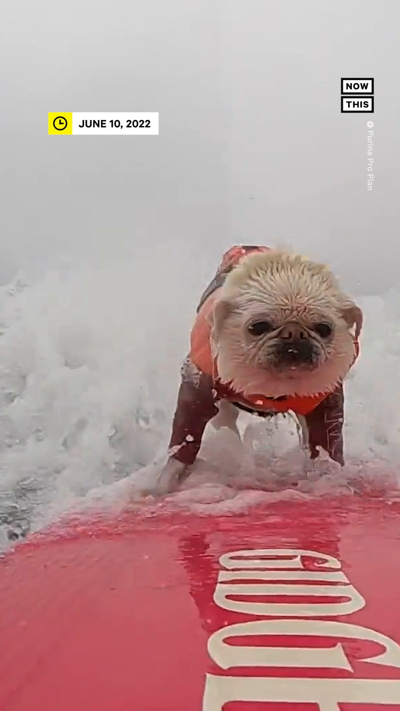 Huntington Beach Holds Annual Surf Dog Competition