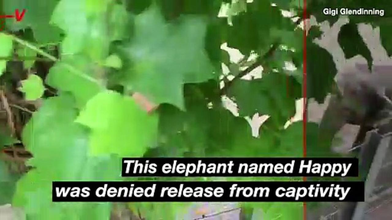 Happy the Bronx Zoo Elephant Denied Freedom by New York State’s Court