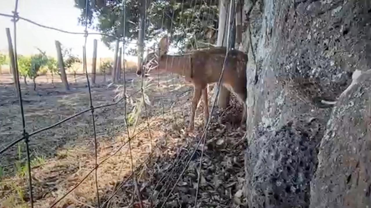 Cyclist rescues adorable baby deer from fence... twice