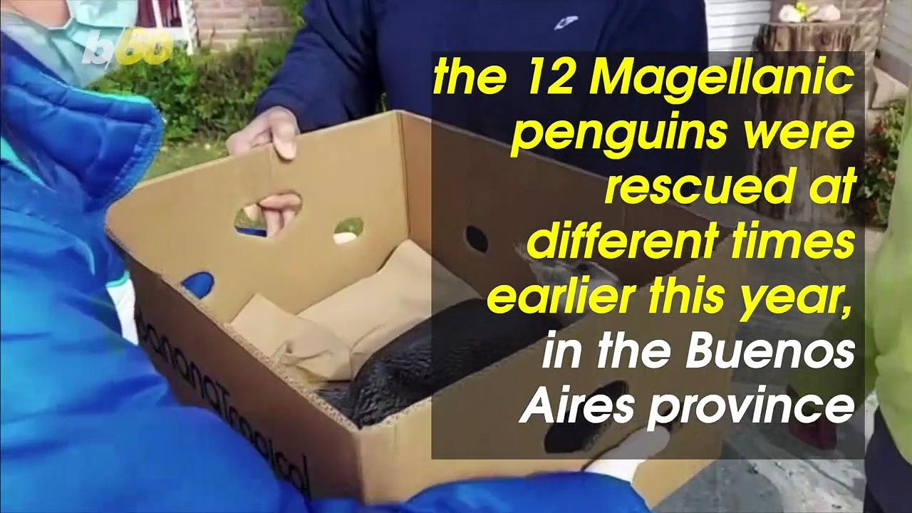 Aww! 12 Adorable Penguins Released Back Into the Wild On a Beach in Argentina