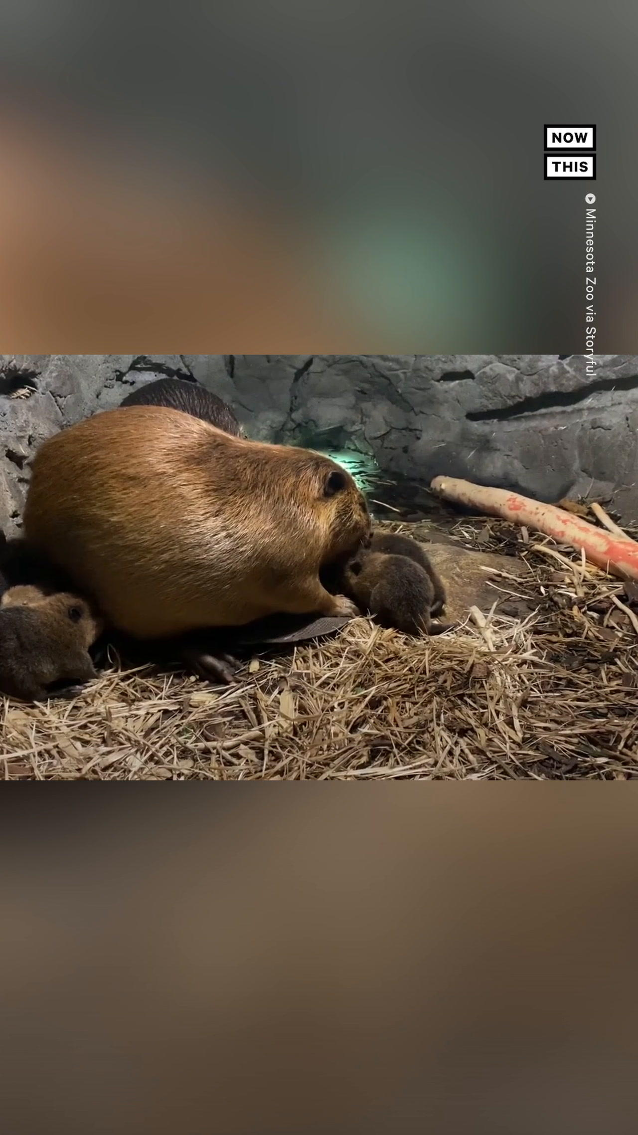 Minnesota Zoo Welcomes Six Baby Beavers