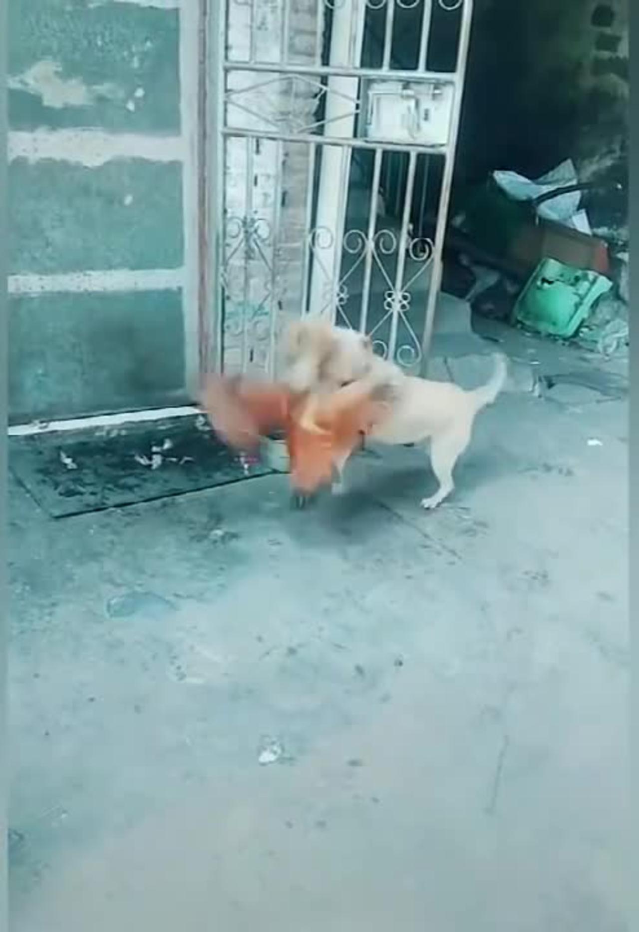 Chicken and dog funny 🤣 video 🤣