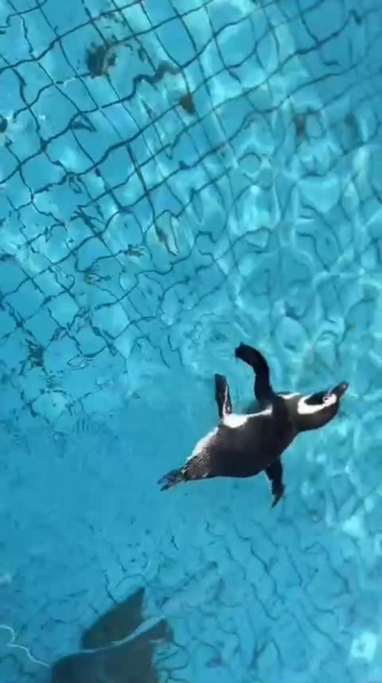 It turns out that penguins swim like this