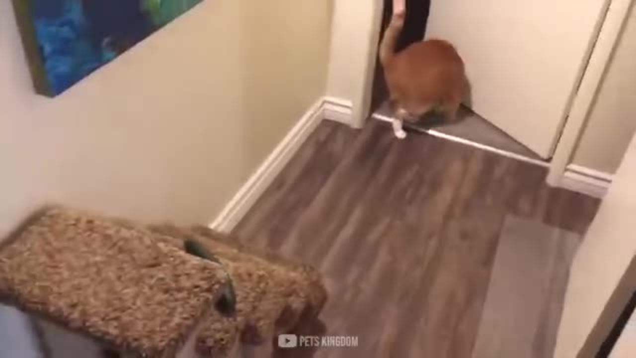 Cats Vs Cucumber Challenge - Funny Cat Reaction Videos | Pets Kingdom