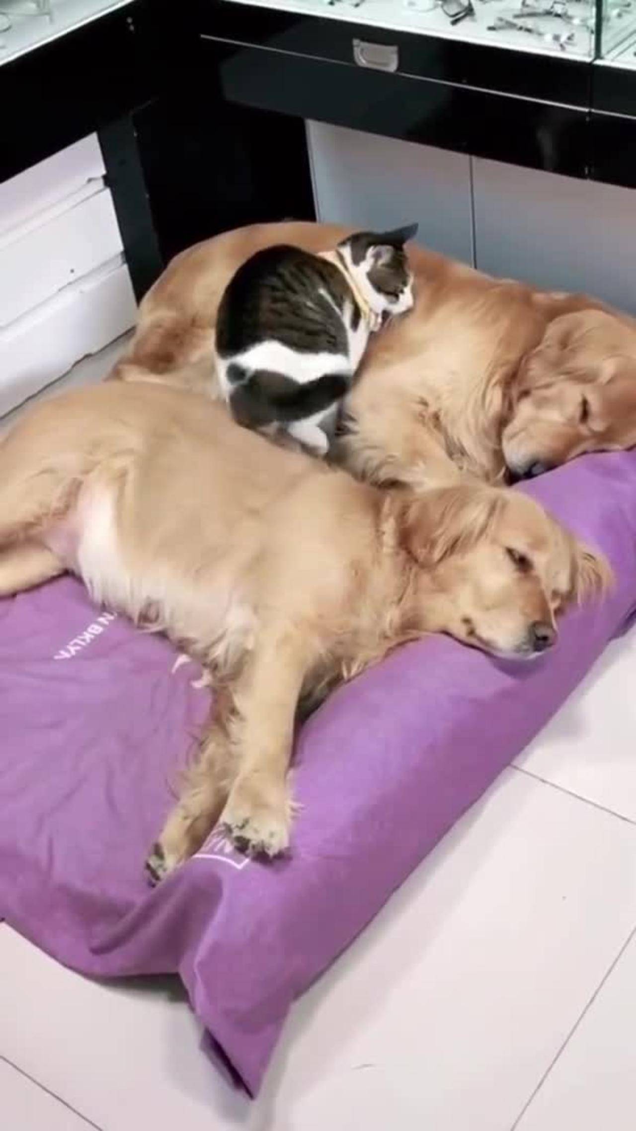 Dog cat funny video😅😂🥰 - One News Page VIDEO