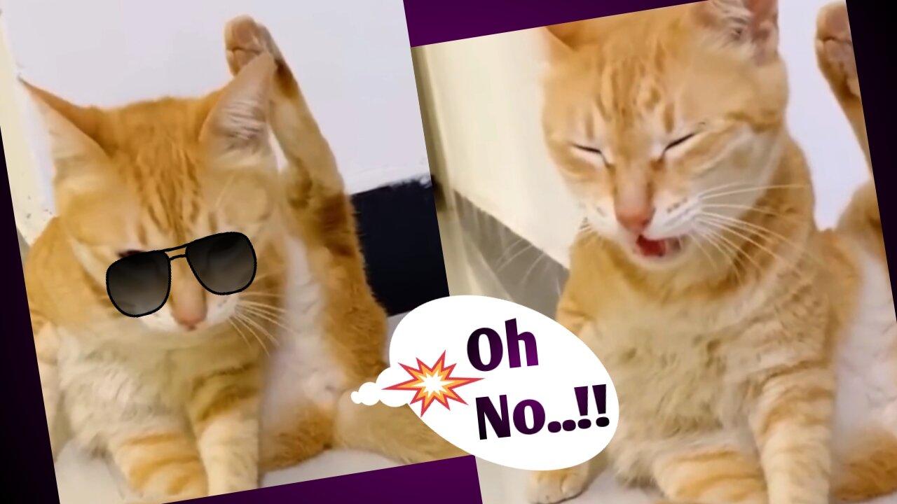 Funny Cat's Fart Video with style..!!Cleaver Dogs Video