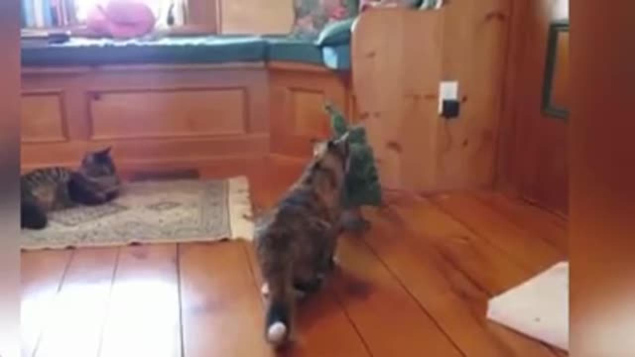 Funny cats and dogs