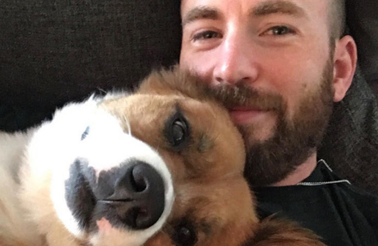 Chris Evans says adopting older dog was 'best decision of my life'