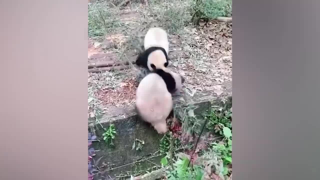 Funny Panda Video