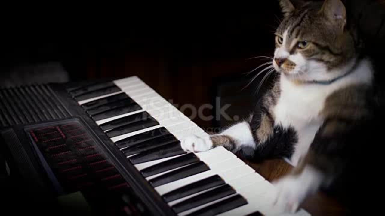 CUTE CAT ON PIANO 😂😂