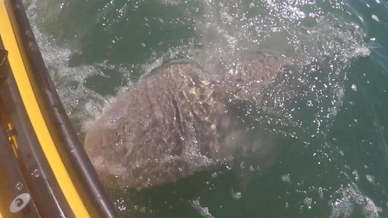 Hungry shark rams into kayaker in attempt to steal his catch