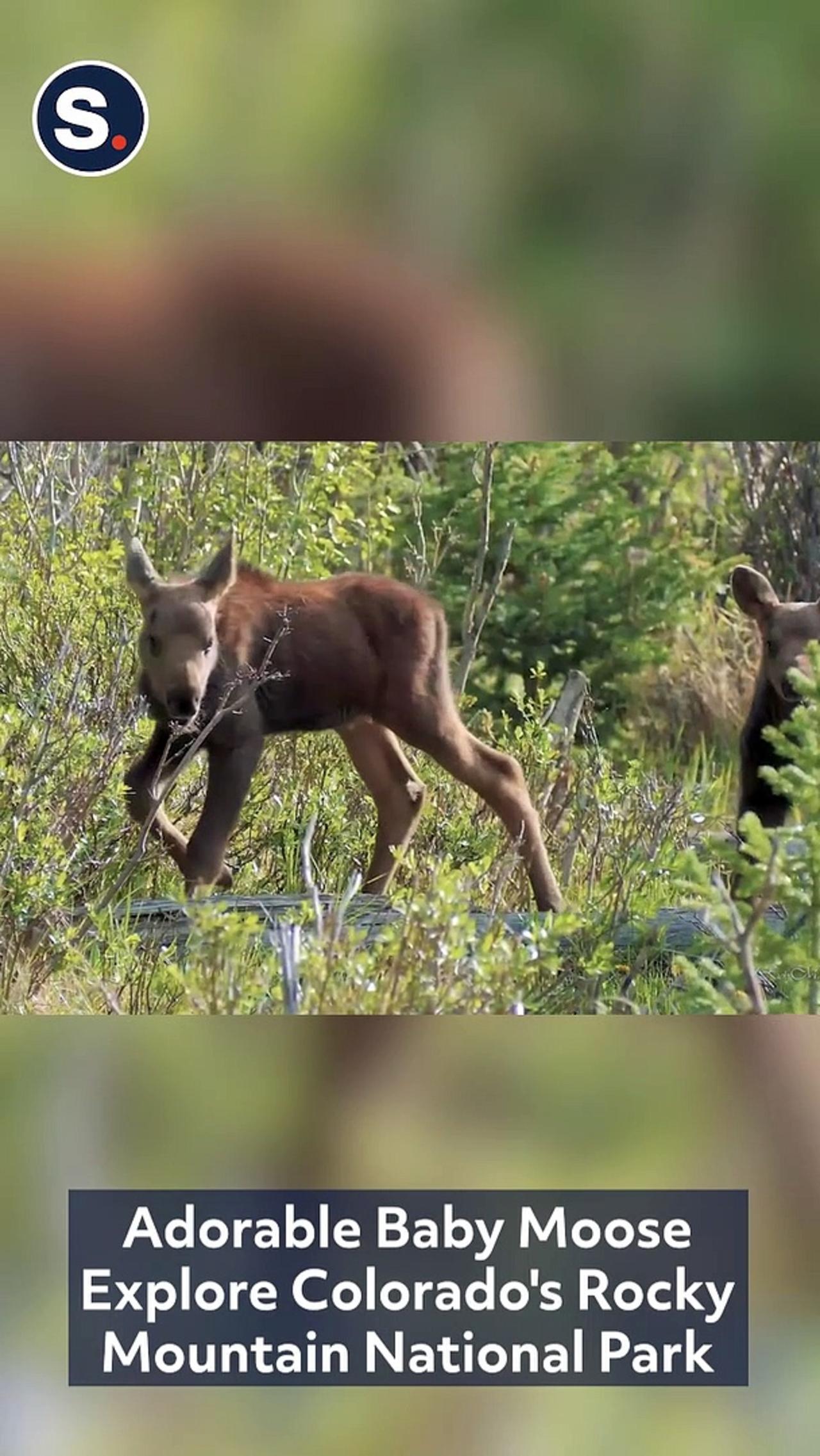 Adorable Baby Moose Explore Colorado's Rocky Mountain National Park